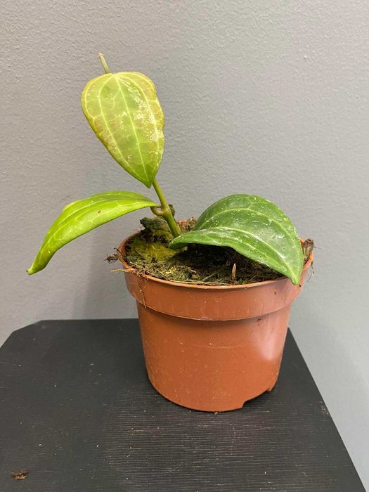 Hoya macrophylla Borneo Hoja