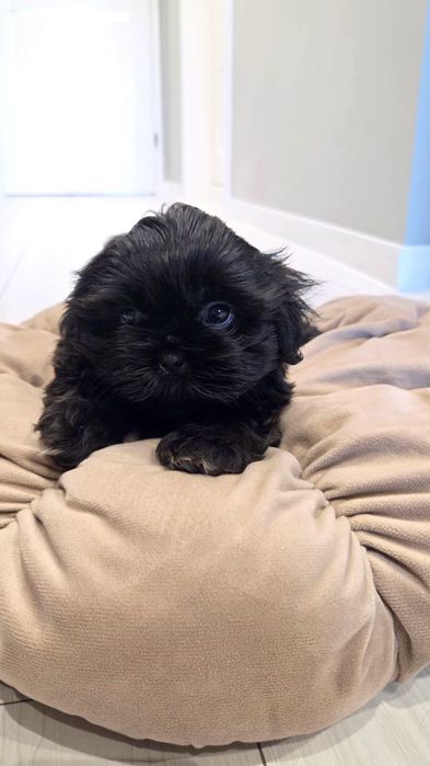 Shih tzu czarny piesek