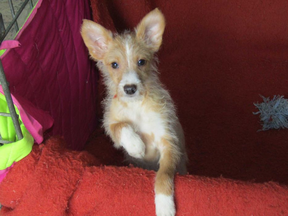 Podengo Português Médio Cerdoso LOP/Pedigree/Afixo