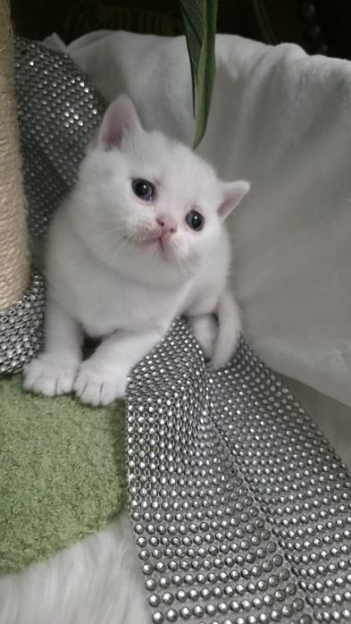 Piękna koteczka brytyjska