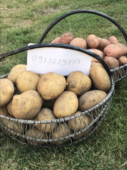 Картопля домашня.