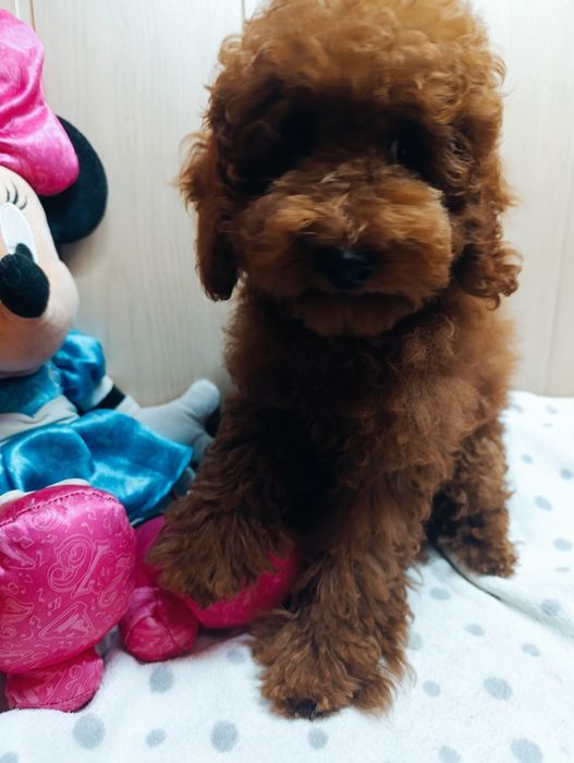 Пудель Той Ред Браун