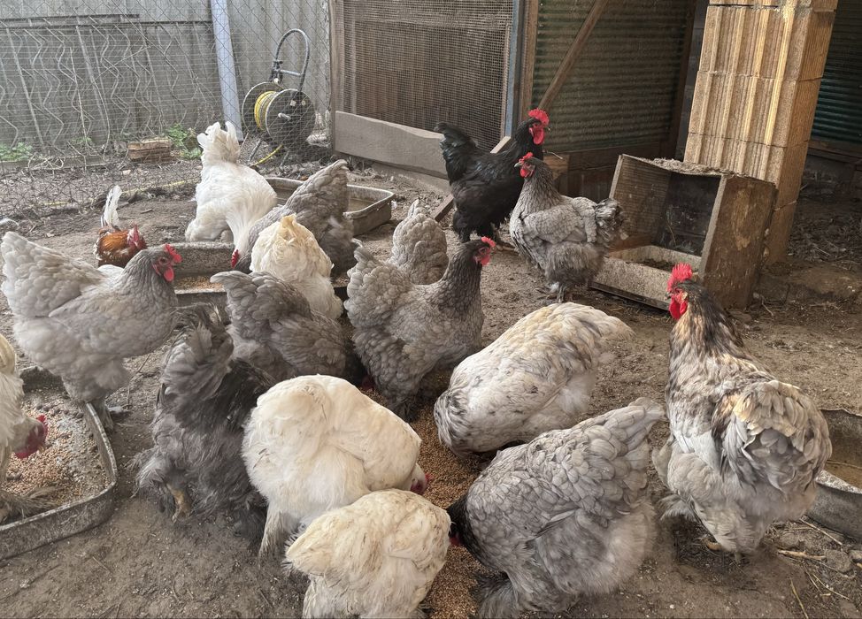 Кури кохінхін пара