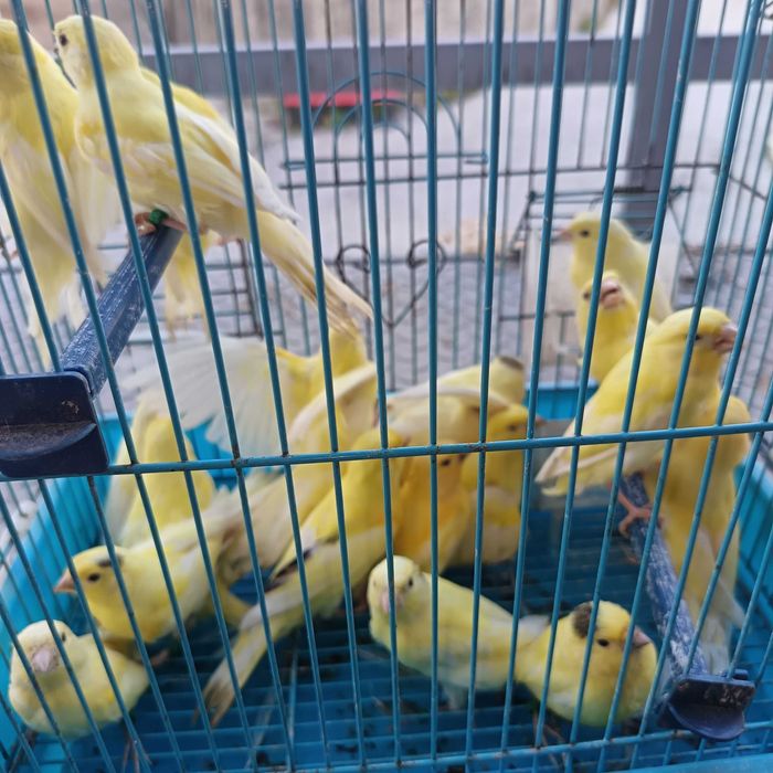Canários anilhados criados em viveiro