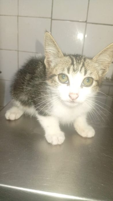 Doação de Gatinhos