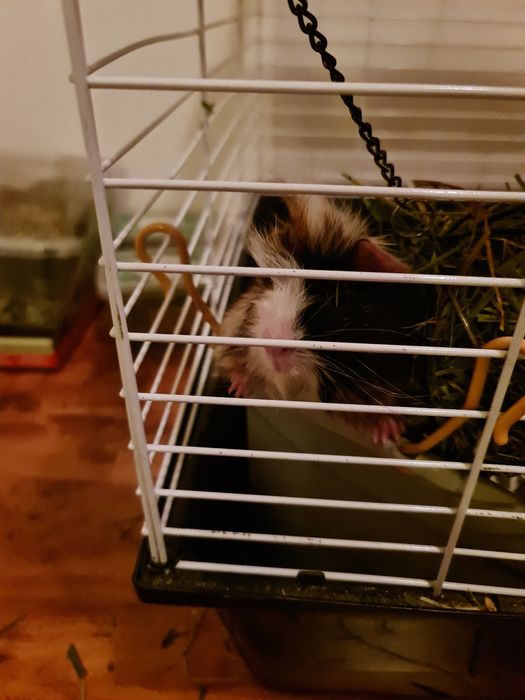 Świnka morska rozetka samica 2 miesiące