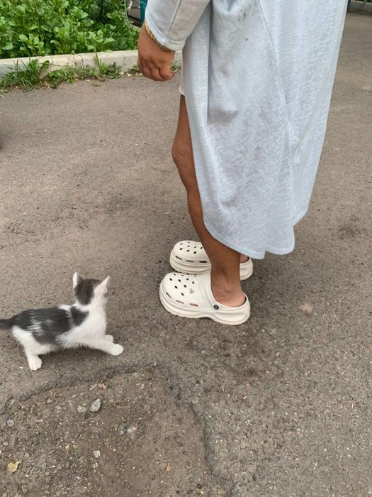 Котики в добрі руки