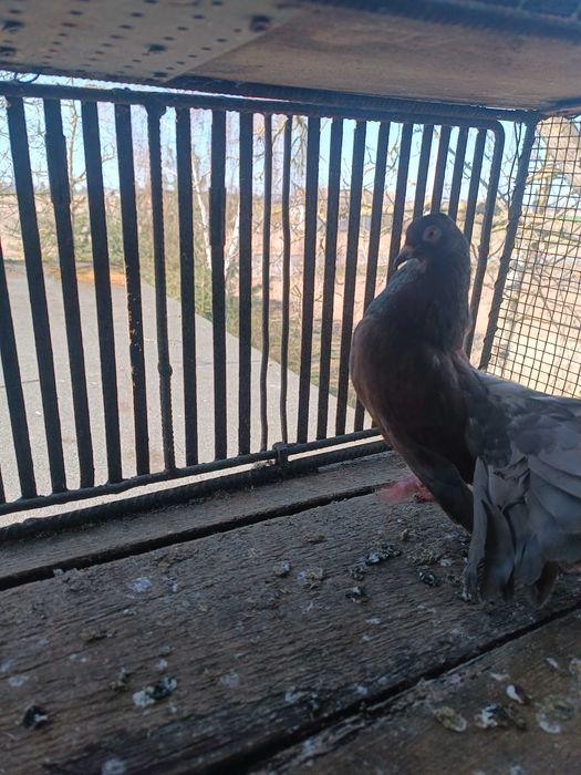 Sprzedam Pawiki tylko całość