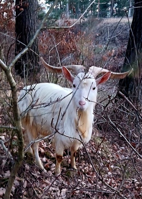 Козлики НА ПЛЕМ'Я