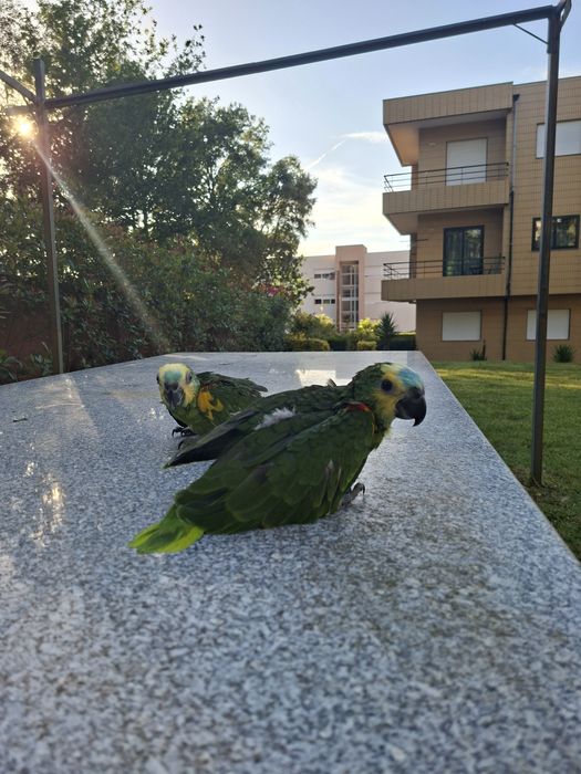 Amazonas aestiva xanthopteryx