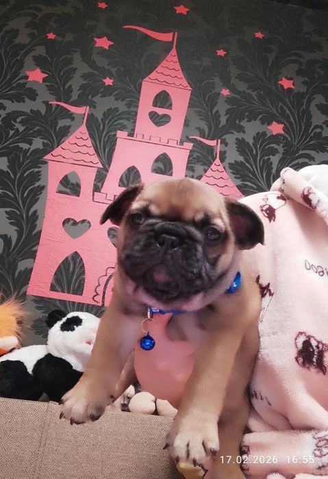 WKU-ККУ,  стандарт,  ген.тести