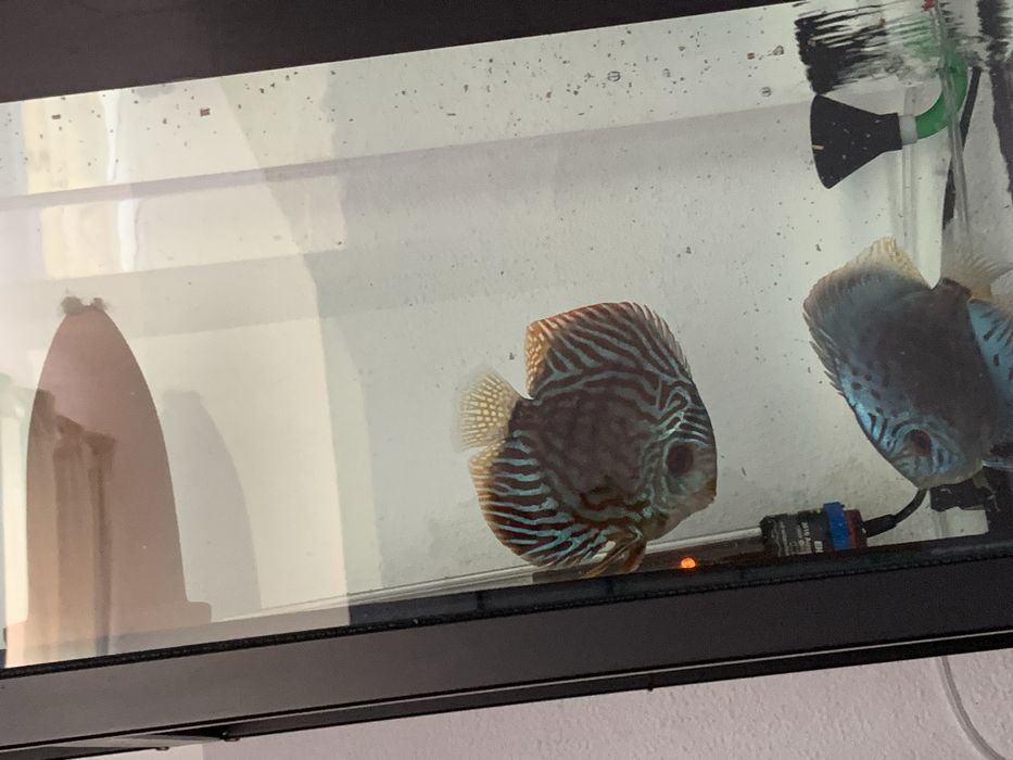 Vendo casal de discus piwowarosky (criador alemao)