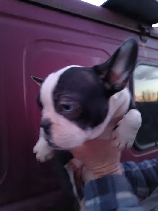 Дівчатка та хлопчики чистокровні французькі бульдоги