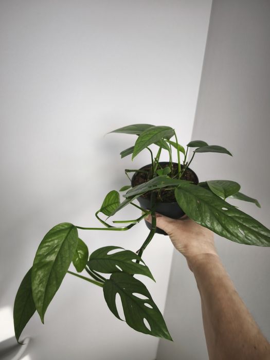 Эпипремум Себу Блу