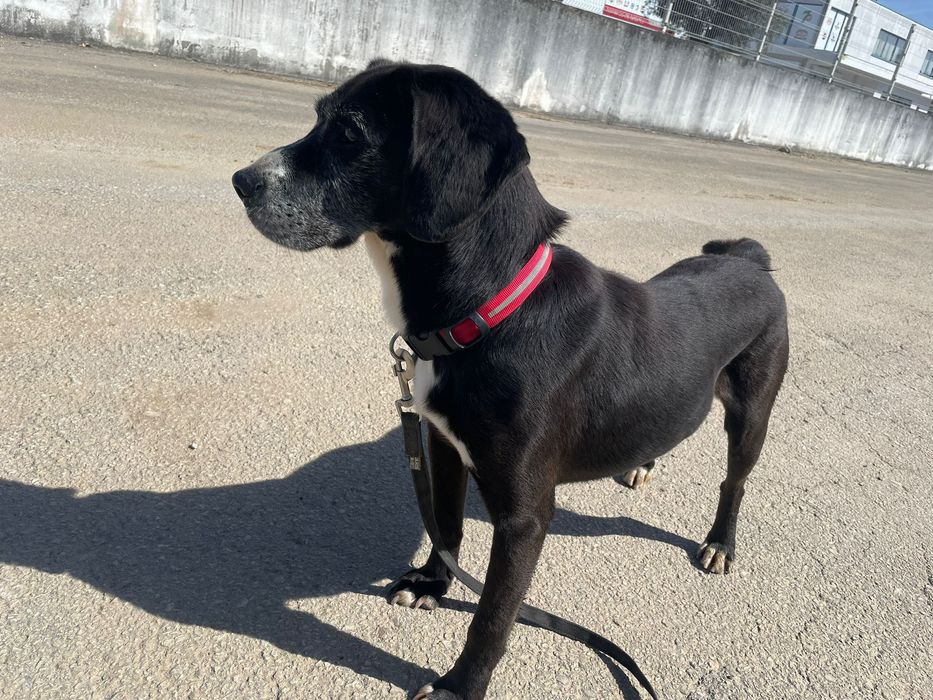 Beagle Dog/Beagle dog - a kind and gentle boy needs a loving home