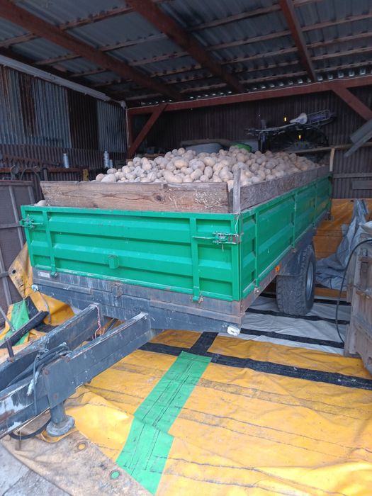 Sprzedam ziemniaki Soraya