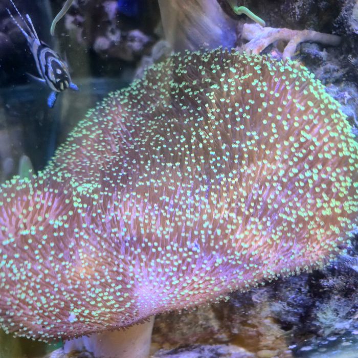 Sarcopython koralowiec miekki