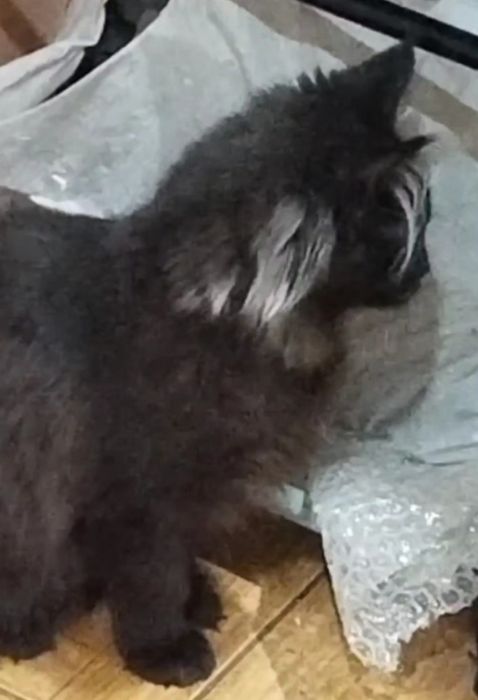 продам девочку мейн-кун черный дым