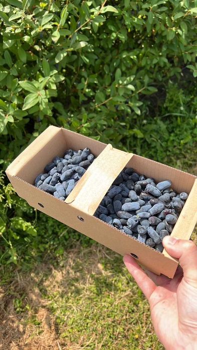 Jagoda kamczacka, uprawa ekologiczna – świeżo zebrana (18zł/kg) lub samozbiór (12zł/kg)
