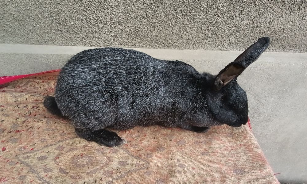 Кроличка Полтавське срібло ,хороша мамка ,вік 10 місяців .