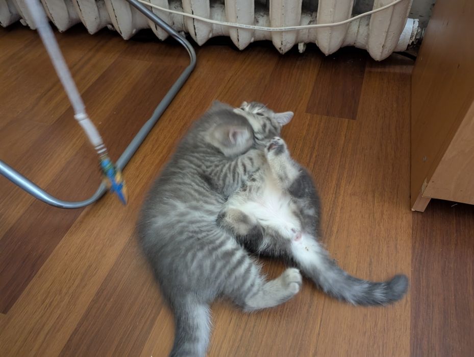 Котята шотландские