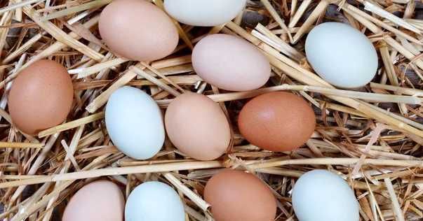 świeże jaja z kolorowymi skorupkami 30 szt