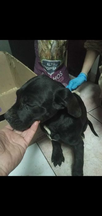 Venda de cao cane corso