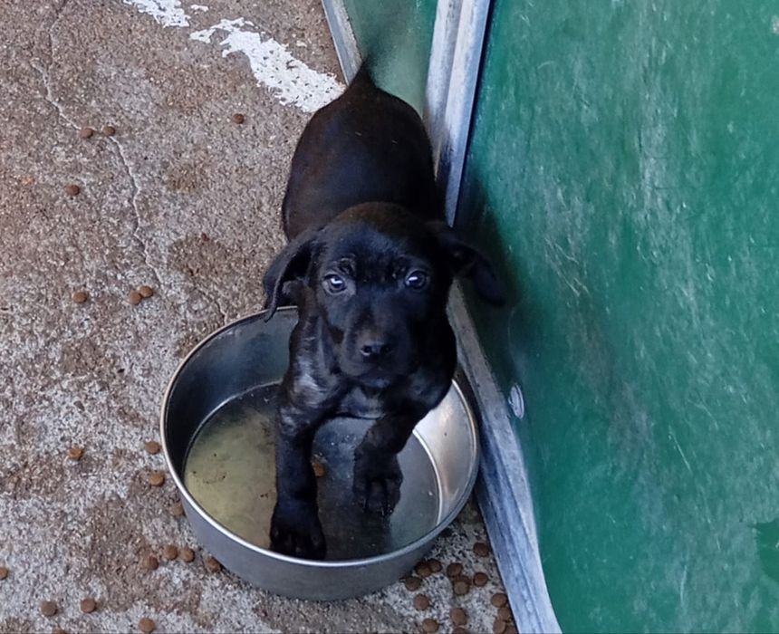 Bebés para adoção responsável