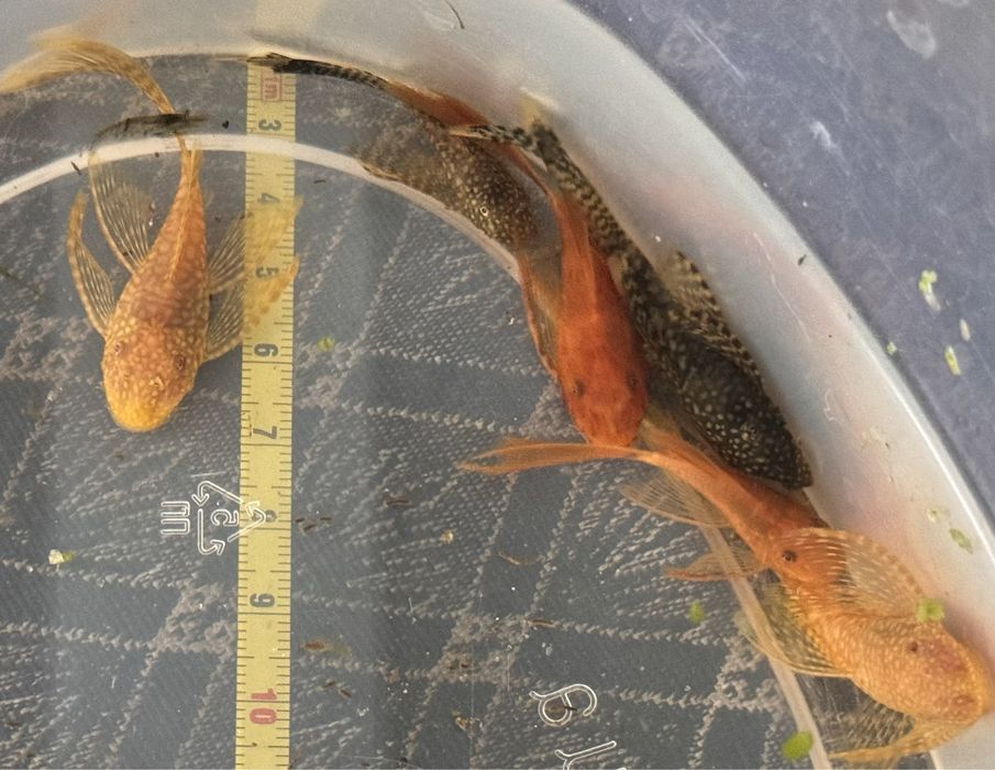 гуппі мікс, сині зелені