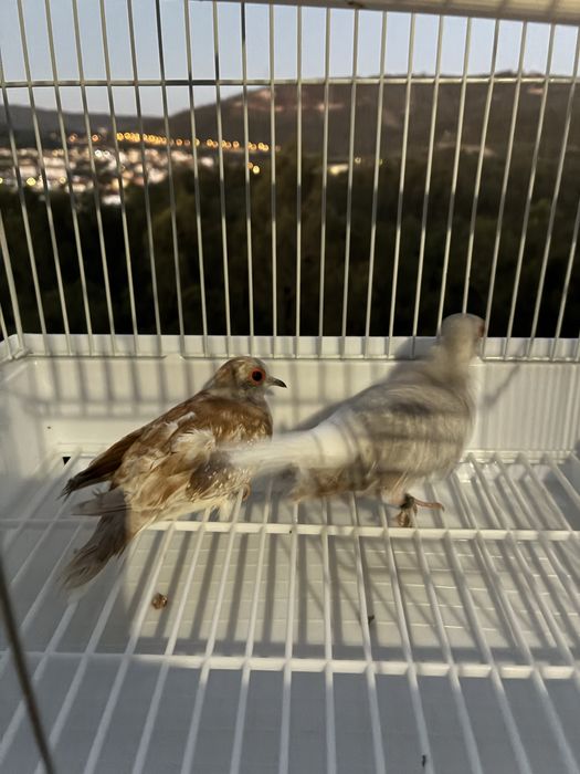 Aves disponiveis ( baixa de preço)