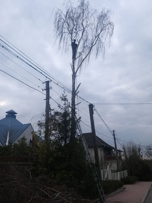 Зрізання, спилювання, валка, обрізка дерев, розчищення ділянок