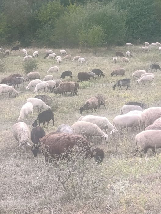 продам дійні вівці
