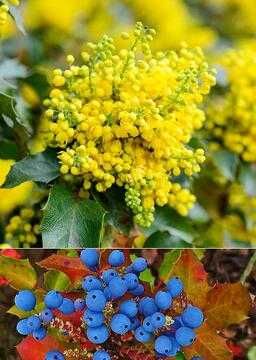 Магония падуболистная вечнозеленая