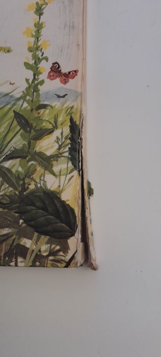 O grande livro das borboletas