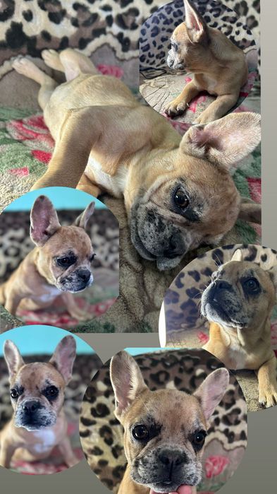 Французькі бульдожки шукають родину