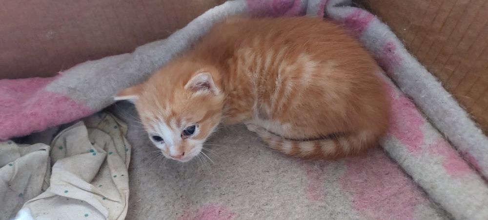 Віддам кошеня в добрі руки