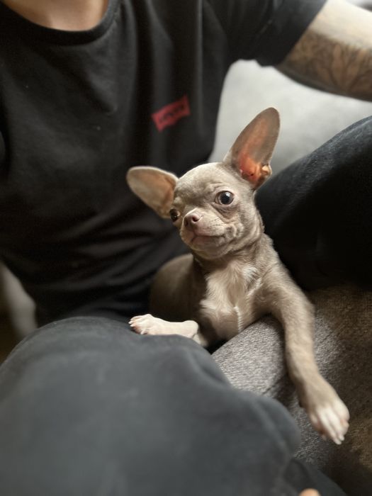 Chihuahua srebrny piesek 1.5 roku