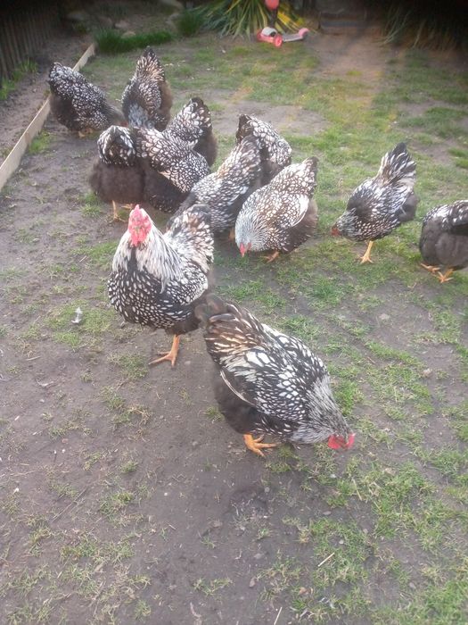 Яйця інкубаційні кури віандот біле золото