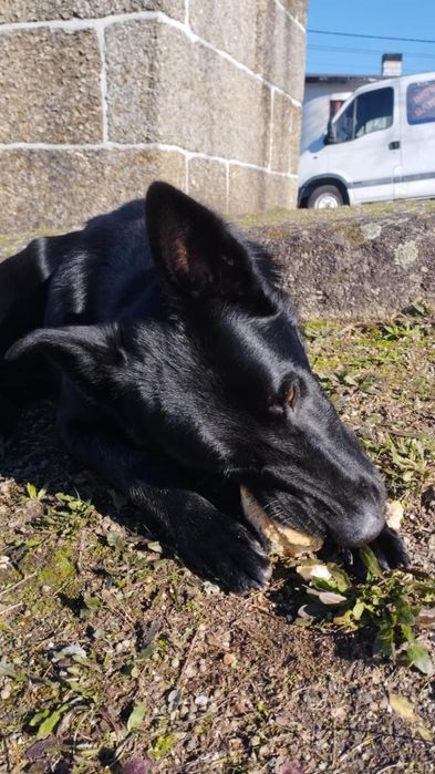 Menino para adopção responsável