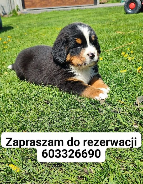 Berneński pies pasterski