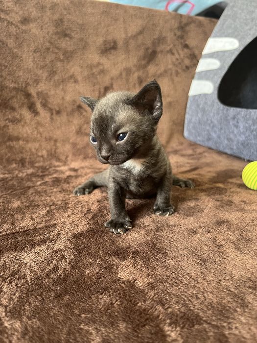 Кошенята Девон рекс