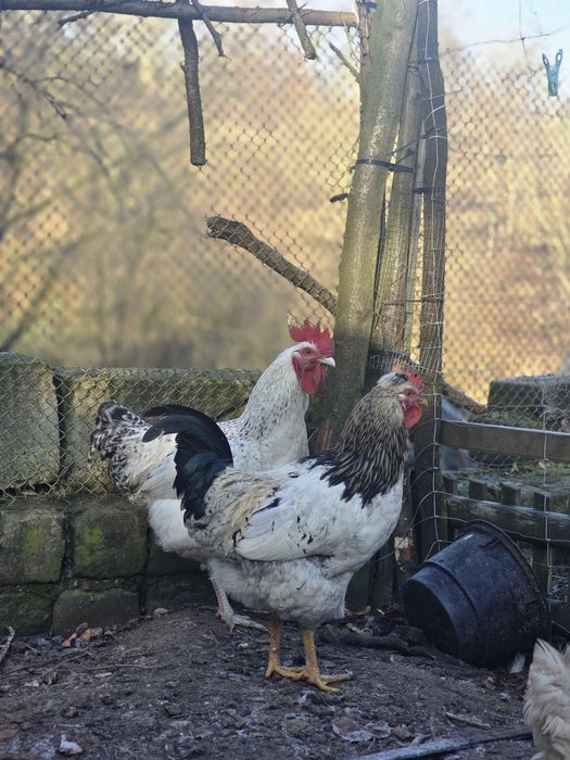 Koguty, kogut na sprzedaż