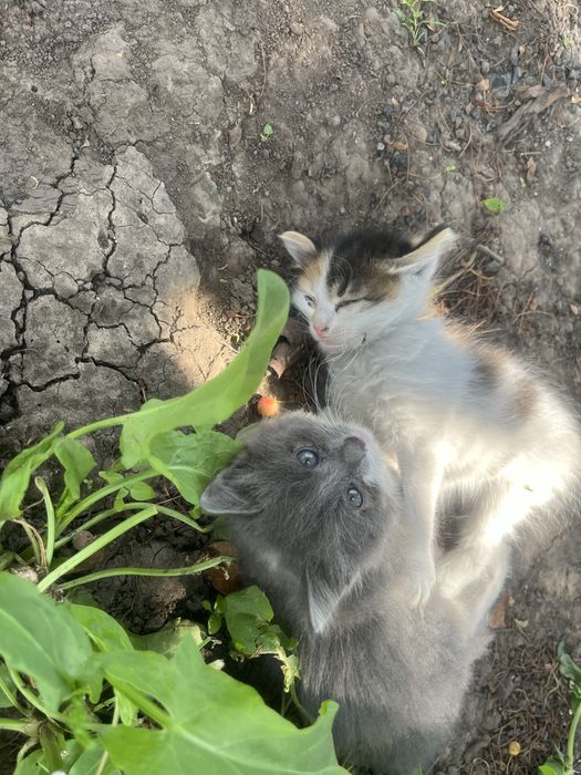 Кошенята котята 1,5 місяця (безкоштовно)