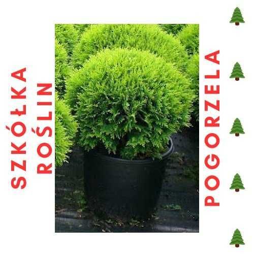 Tuja DANICA kula 20-30cm PROMOCJA !!! Katalpa Berberys Jałowiec