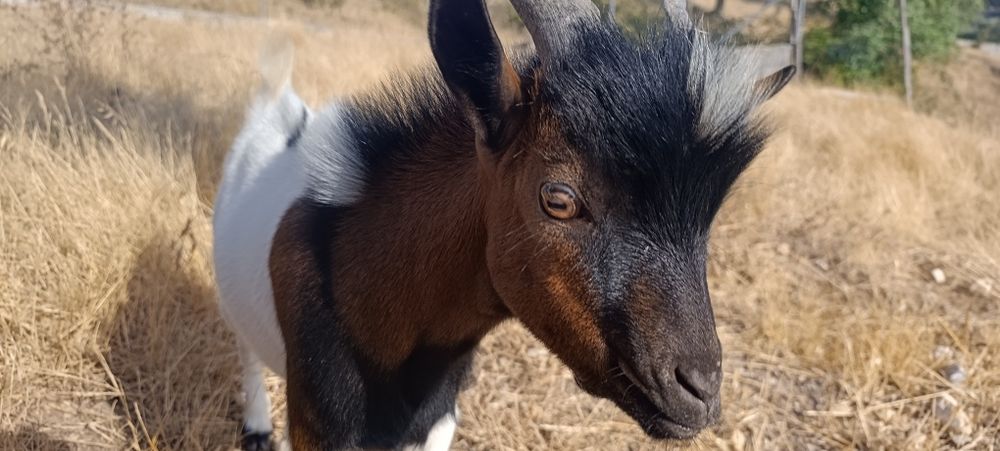 Cabrito Anão 6 meses