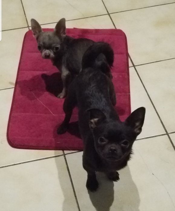 Вязка !Лиловый мини мальчик чихуахуа