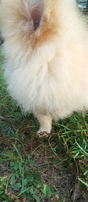 Простмаленькй янгол.