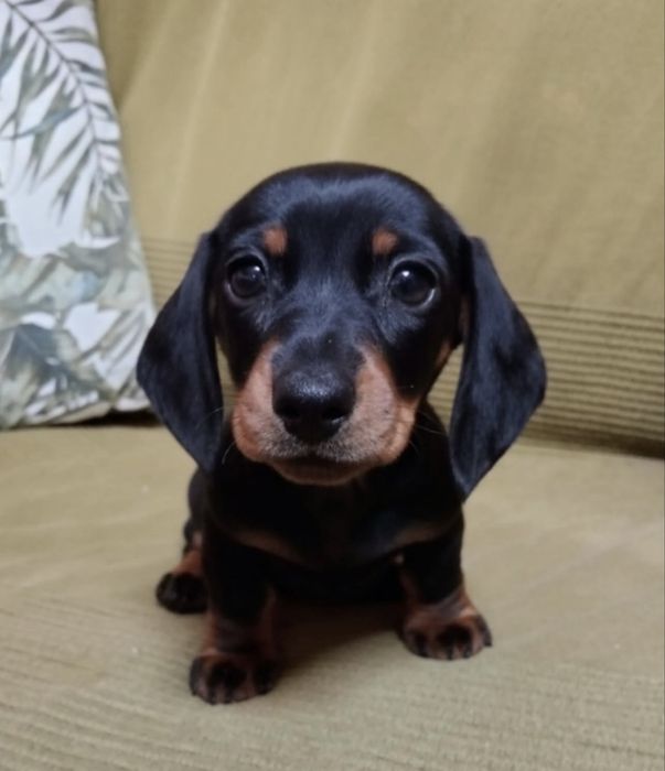 Teckel macho preta 2 meses