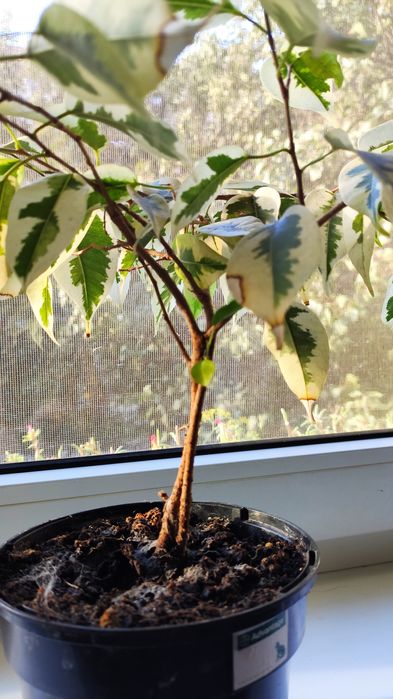 Фікус бенджаміна сформований для бонсай