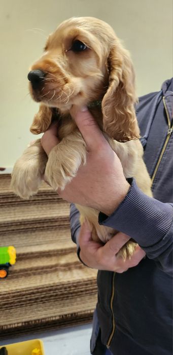 Ostatni śliczny szczeniak piesek Cocker Spaniel angielski